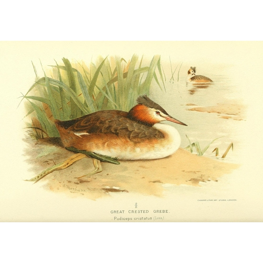 Birds of the British Islands 1885 Grebe Great Crested Poster Print by Archibald Thorburn Image 2