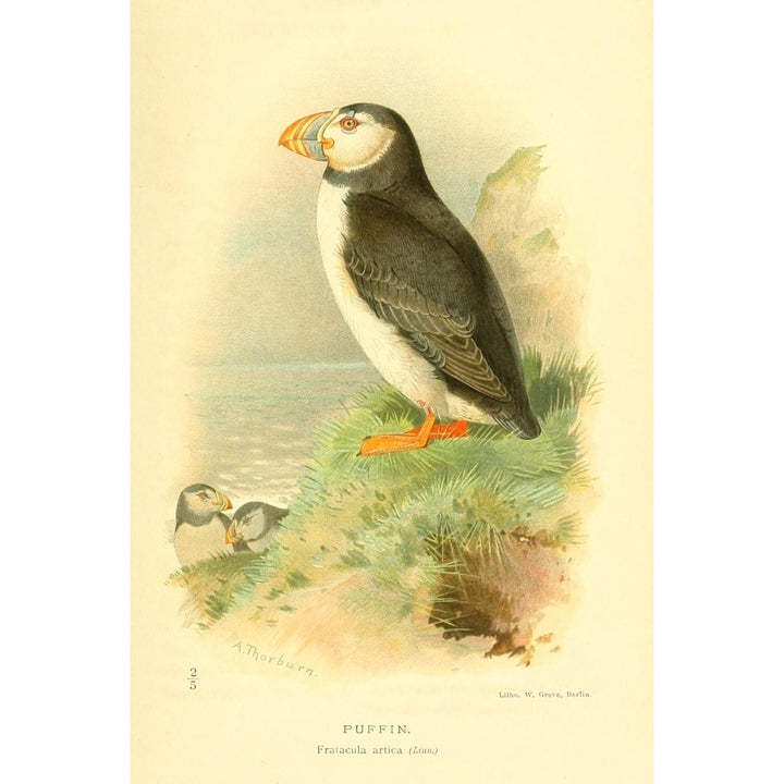 Birds of the British Islands 1885 Puffin Poster Print by Archibald Thorburn Image 1