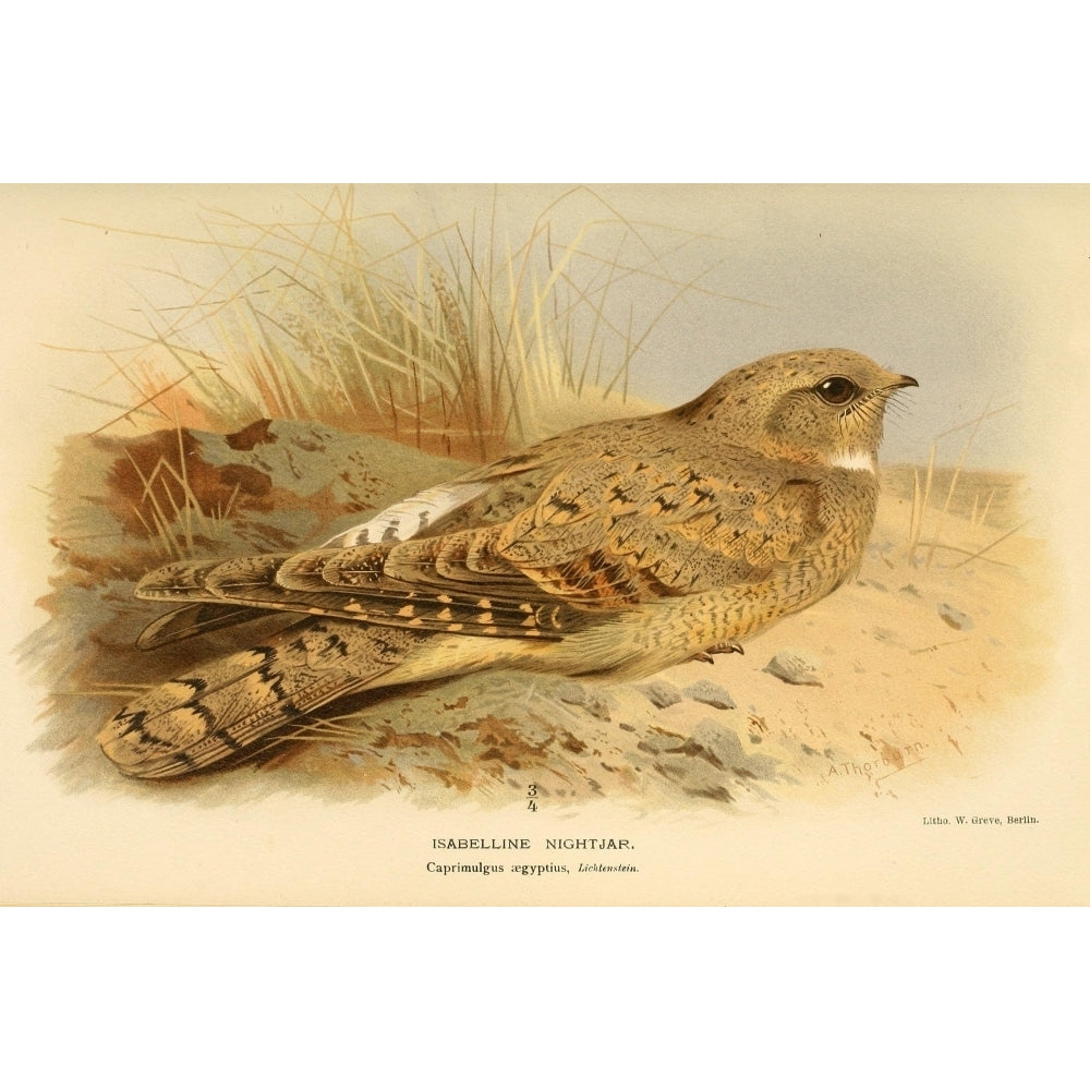 Birds of the British Islands 1885 Nightjar Isabelline Poster Print by Archibald Thorburn Image 1