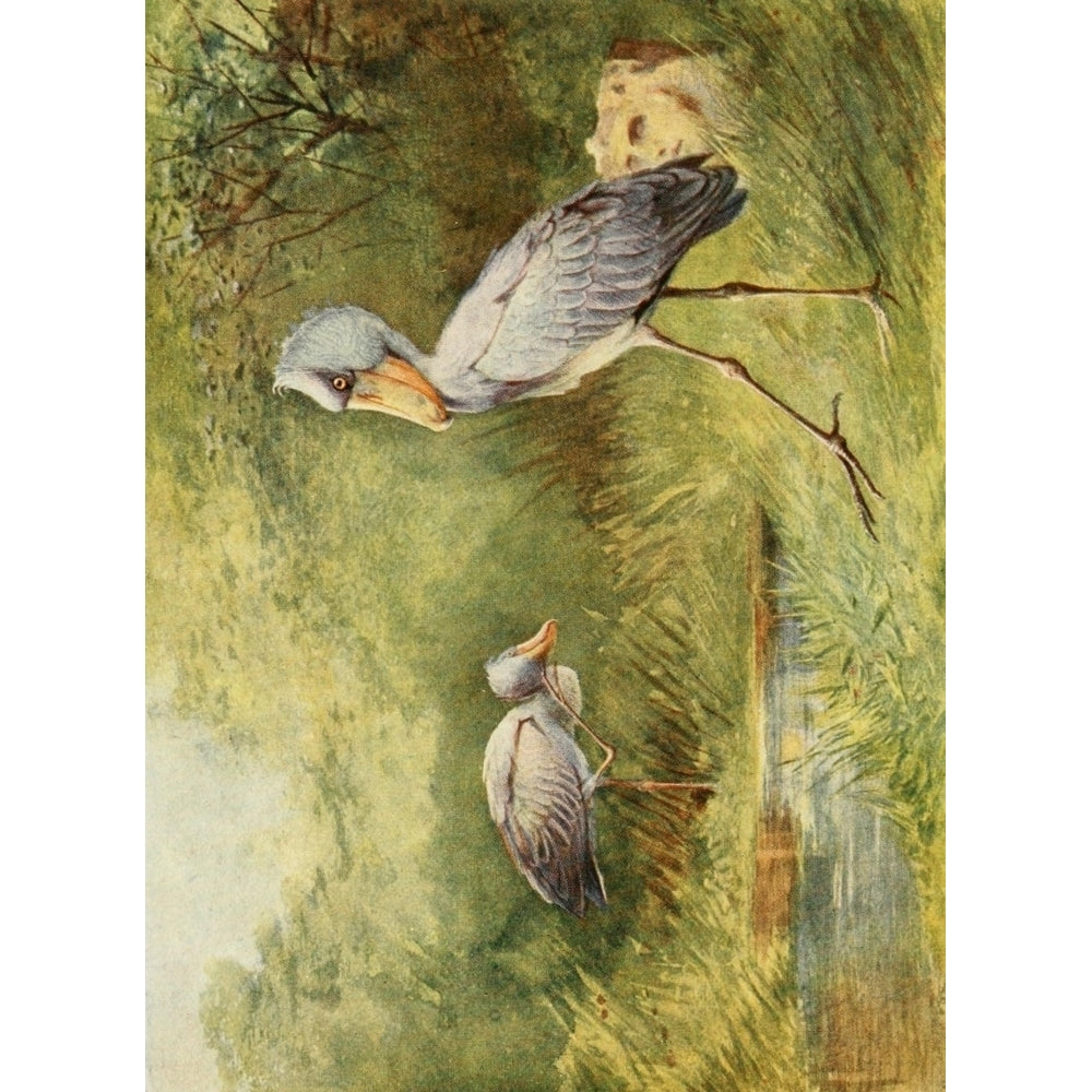 Egyptian Birds 1909 Shoebill Stork Poster Print by Charles Whymper Image 1