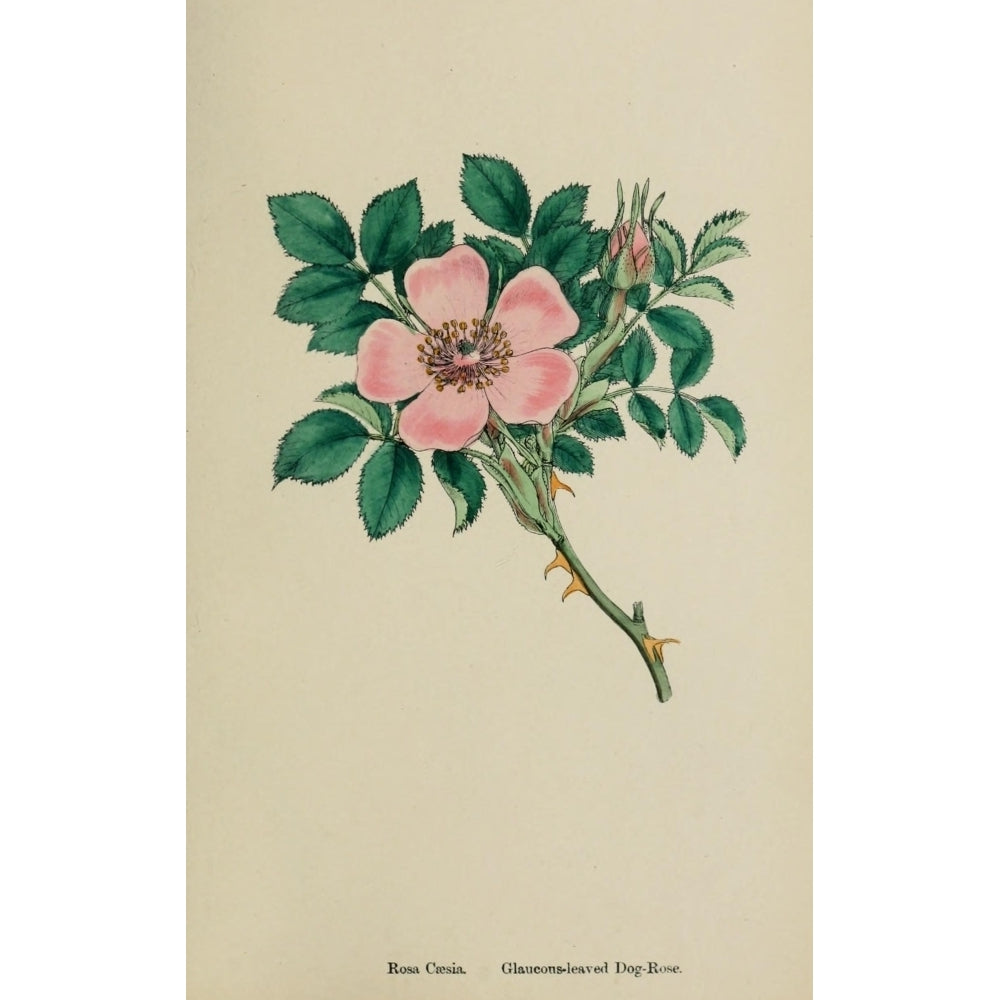 English Botany 1863 Dog Rose Poster Print by James Sowerby Image 1