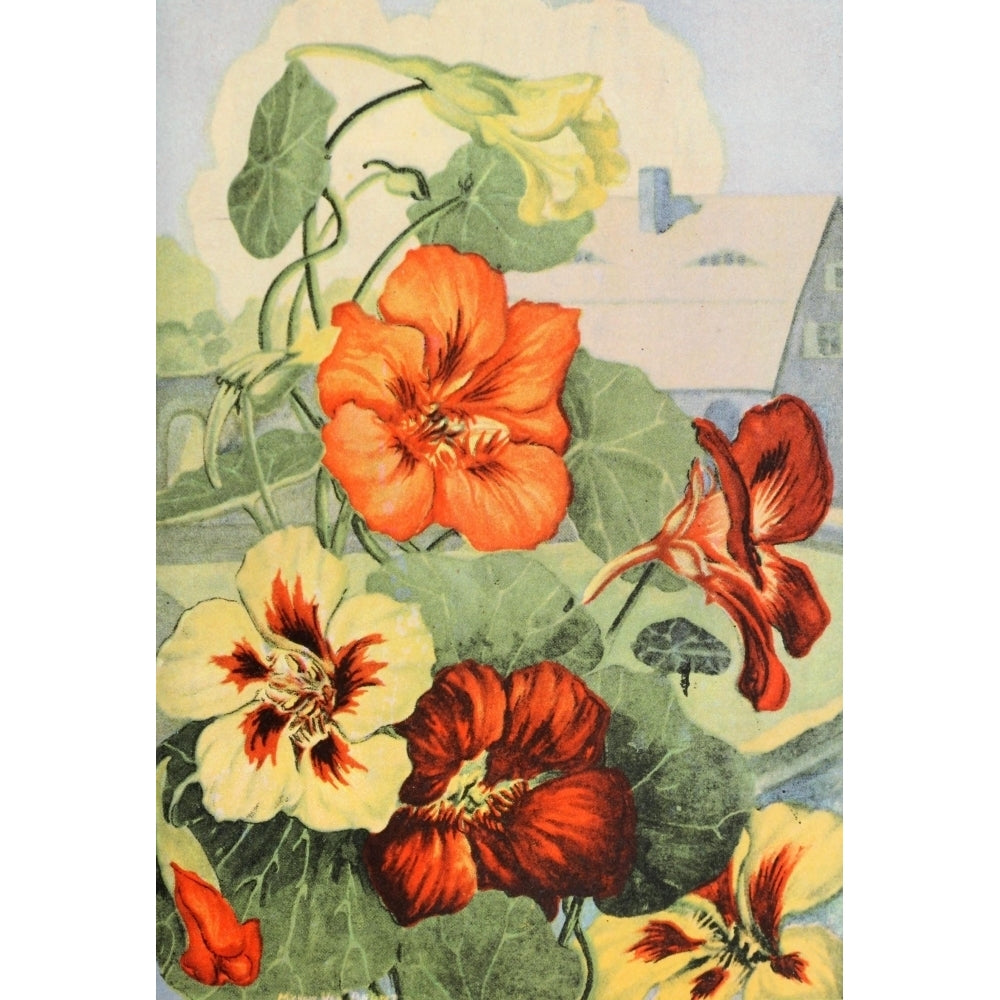 Garden Flowers 1926 Nasturtium Poster Print by Myron Van Brunt Image 2