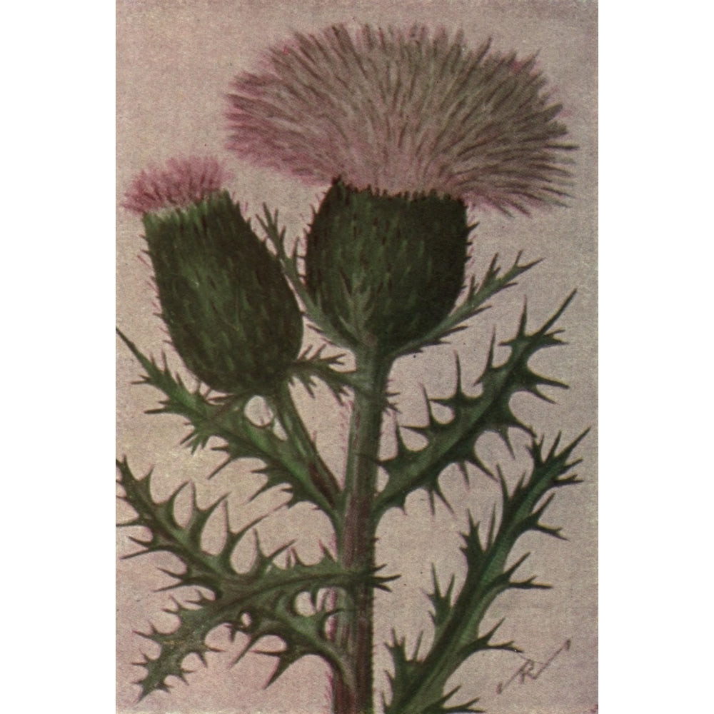 Wild Flowers East of the Rockies 1910 Pasture Thistle Poster Print by C. Reed Image 1