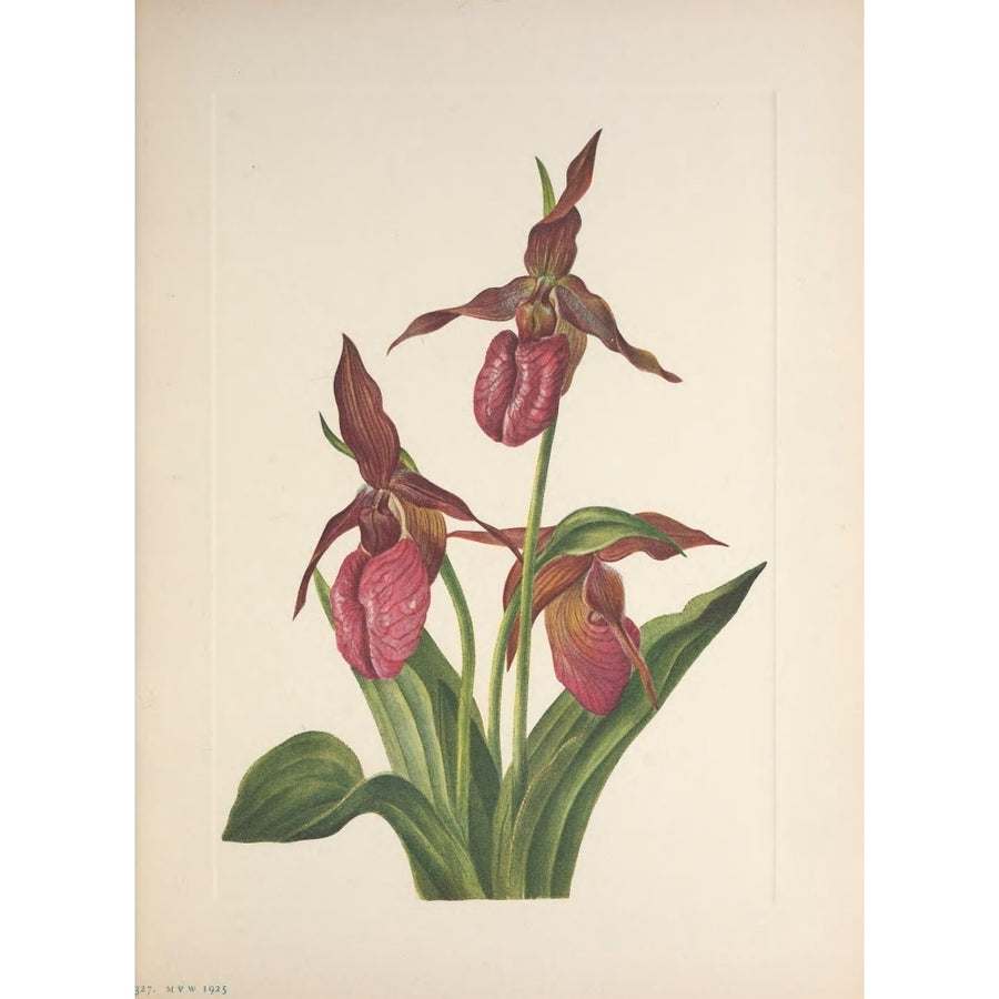 N. American Wild Flowers 1925 Pink Ladyslipper Poster Print by Mary V. Walcott Image 1