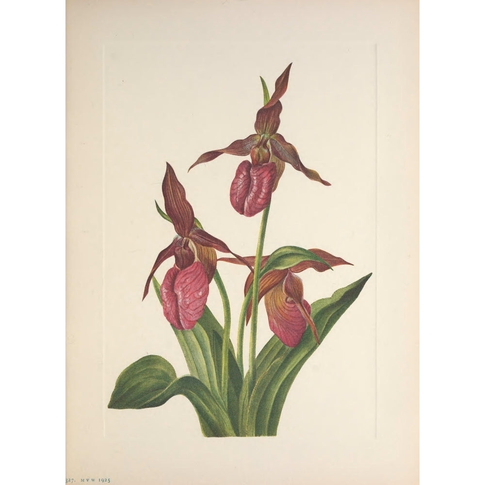 N. American Wild Flowers 1925 Pink Ladyslipper Poster Print by Mary V. Walcott Image 2