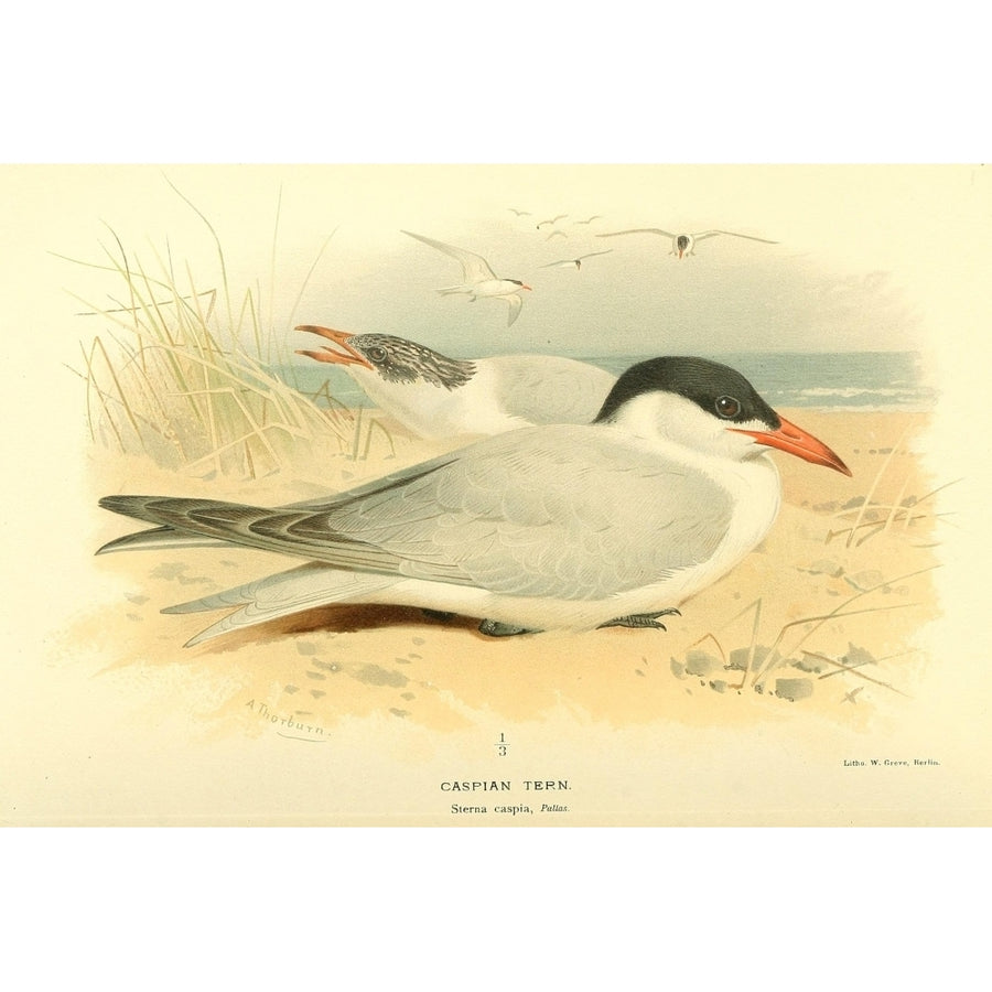 Birds of the British Islands 1885 Tern Caspian Poster Print by Archibald Thorburn Image 1