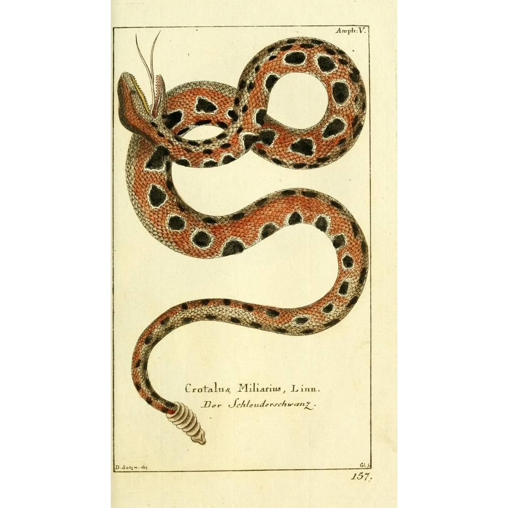 Naturgeschichte des Thierreichs 1780 Rattlesnake Poster Print by Daniel Sotzmann Image 2