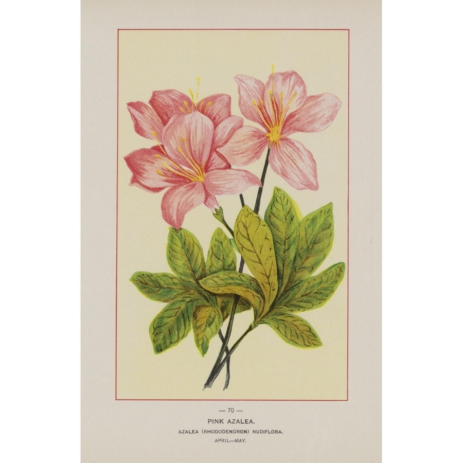 Wild Flowers of America 1894 Pink Azalea Poster Print by Unknown Image 1