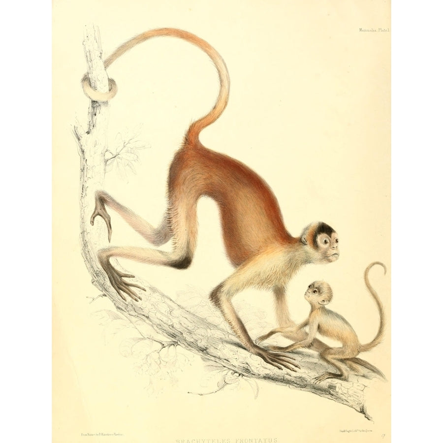 Zoology of H.M.S. Sulphur 1844 Woolly Spider-monkey Poster Print by B. Waterhouse-Hawkins Image 1