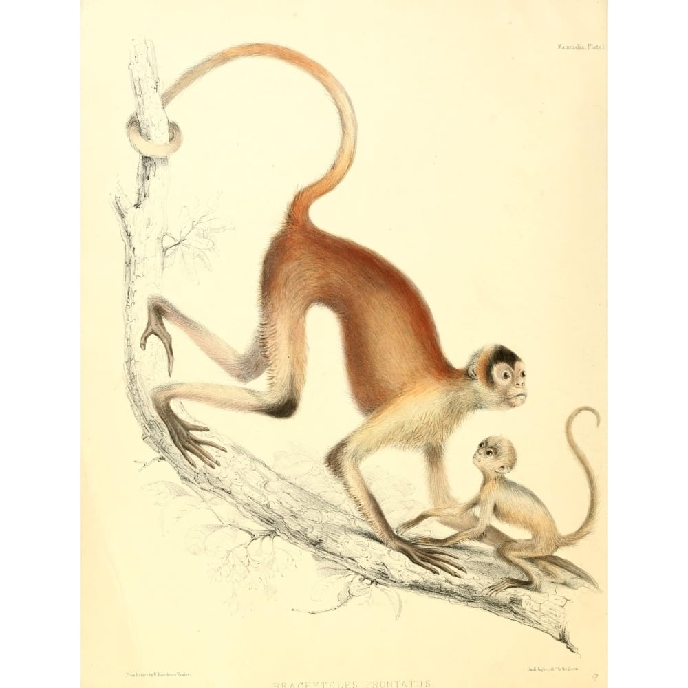 Zoology of H.M.S. Sulphur 1844 Woolly Spider-monkey Poster Print by B. Waterhouse-Hawkins Image 1