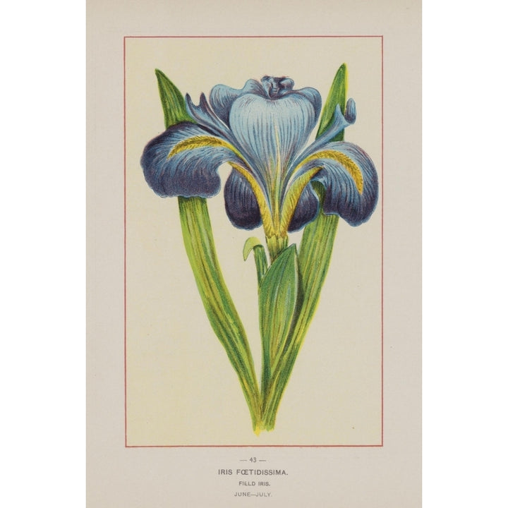 Wild Flowers of America 1894 Field Iris Poster Print by Unknown Image 1