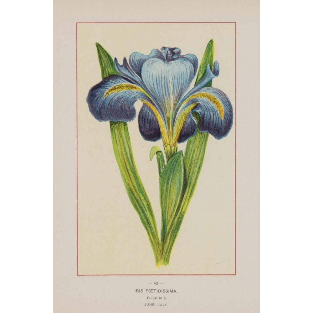 Wild Flowers of America 1894 Field Iris Poster Print by Unknown Image 2