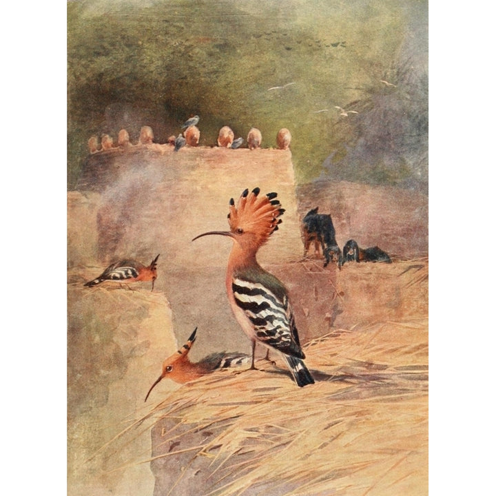 Egyptian Birds 1909 Hoopoe Poster Print by Charles Whymper Image 1