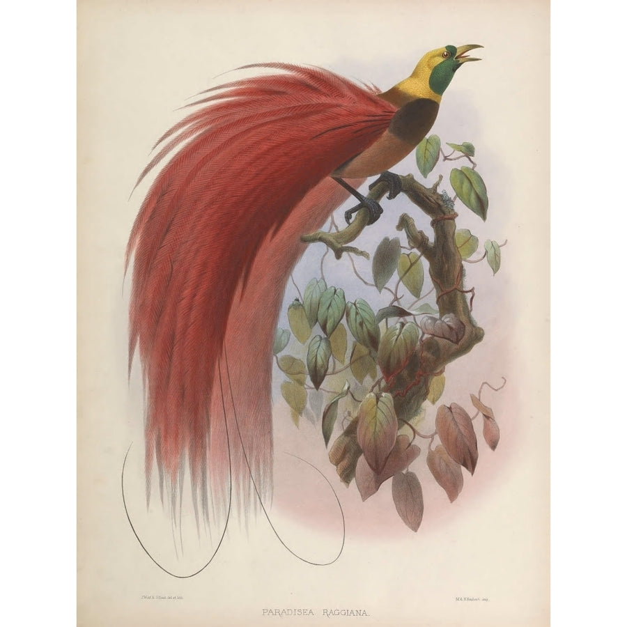 Birds of Paradise 1873 Marqui de Raggis Poster Print by J. Wolf Image 1