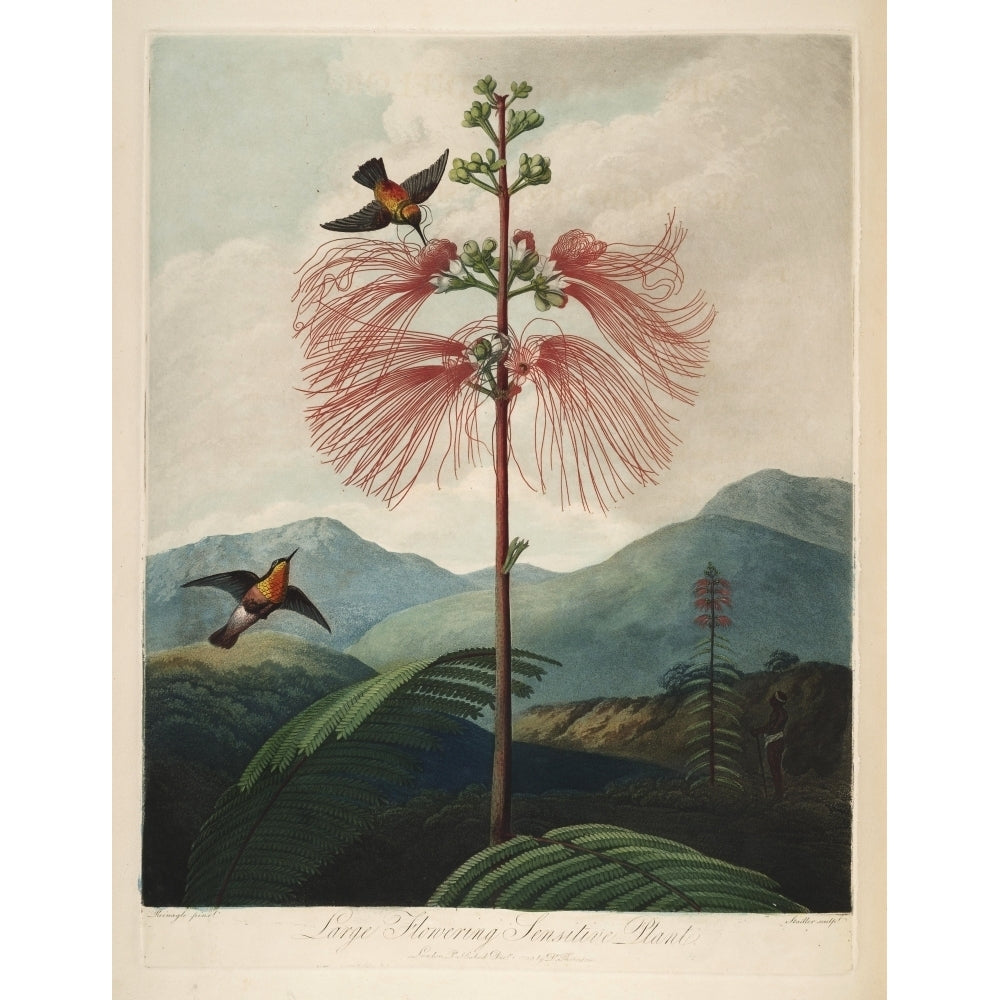 The Temple of Flora 1807 Large-flowering Sensitive Plant Poster Print by Philip Reinagle Image 2