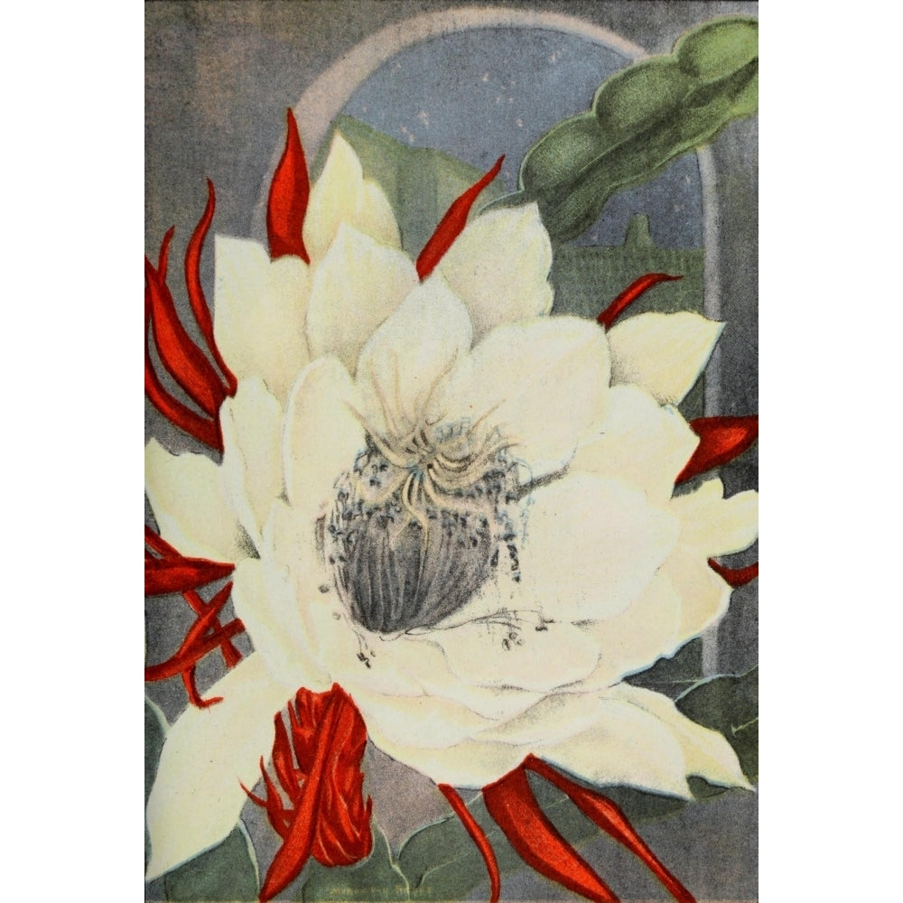 Garden Flowers 1926 Night Blooming Cereus Poster Print by Myron Van Brunt Image 2