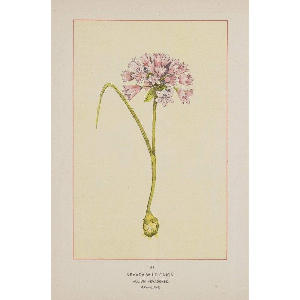 Wild Flowers of America 1894 Nevada Wild Onion Poster Print by Unknown Image 1