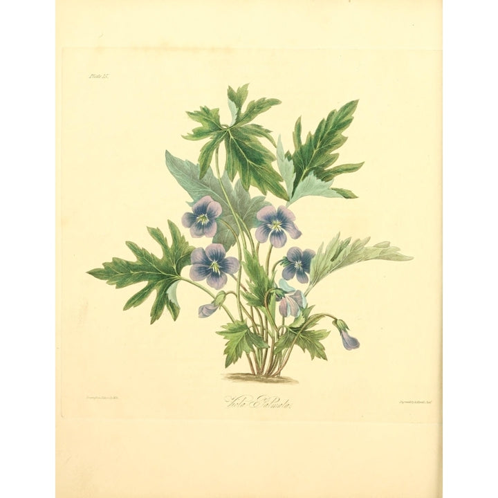 Floral Illustrations of the Seasons 1831 Viola Palmata Poster Print by Margaret Roscoe Image 1