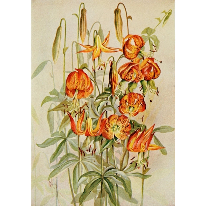 Guide to the Wild Flowers 1899 Carolina Lily Poster Print by Ellis Rowan Image 2