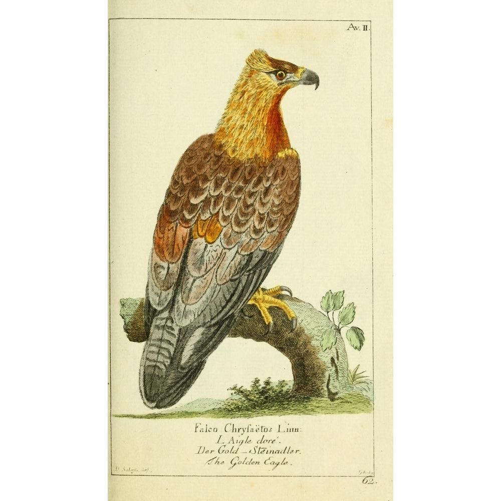 Naturgeschichte des Thierreichs 1780 Golden Eagle Poster Print by Daniel Sotzmann Image 2