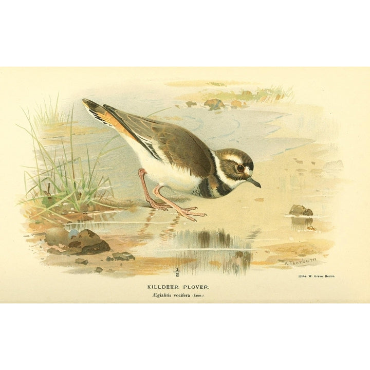 Birds of the British Islands 1885 Plover Killdeer Poster Print by Archibald Thorburn Image 1