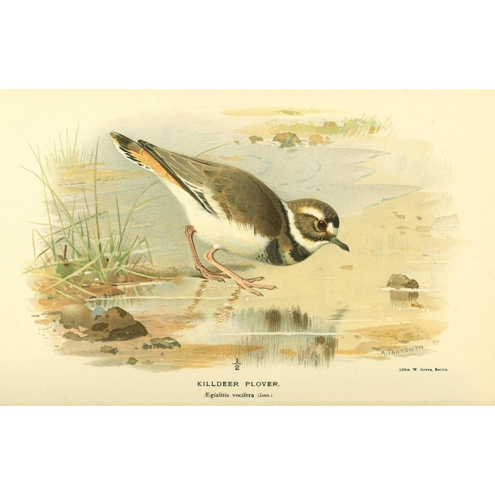 Birds of the British Islands 1885 Plover Killdeer Poster Print by Archibald Thorburn Image 2