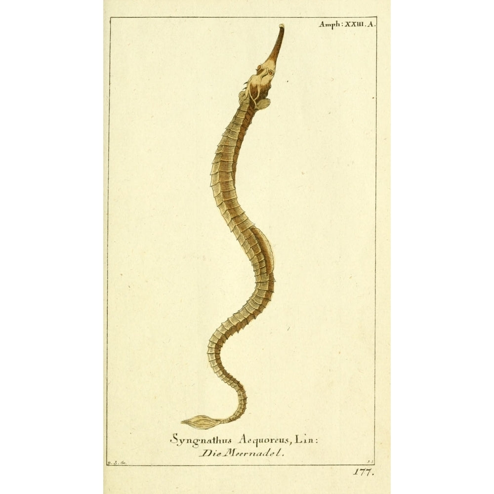 Naturgeschichte des Thierreichs 1780 Pipefish Poster Print by Daniel Sotzmann Image 2