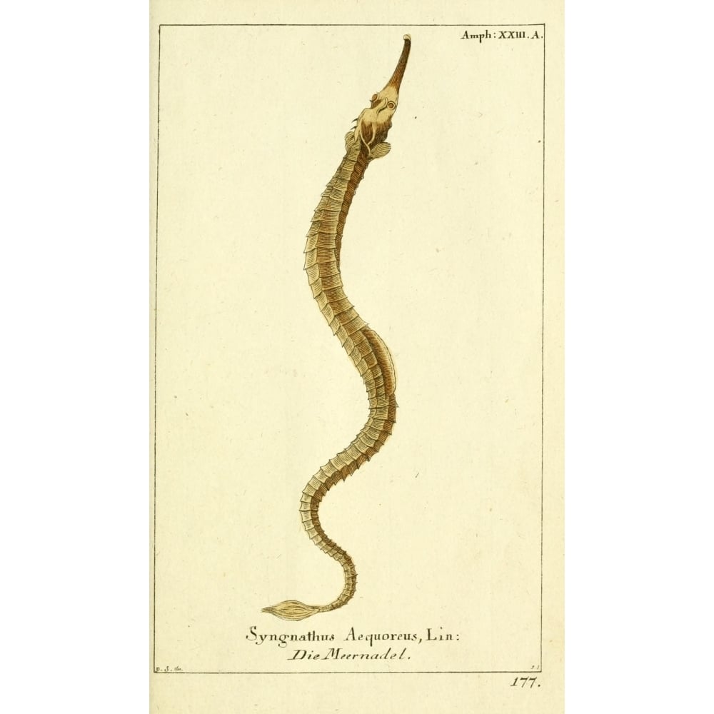 Naturgeschichte des Thierreichs 1780 Pipefish Poster Print by Daniel Sotzmann Image 1