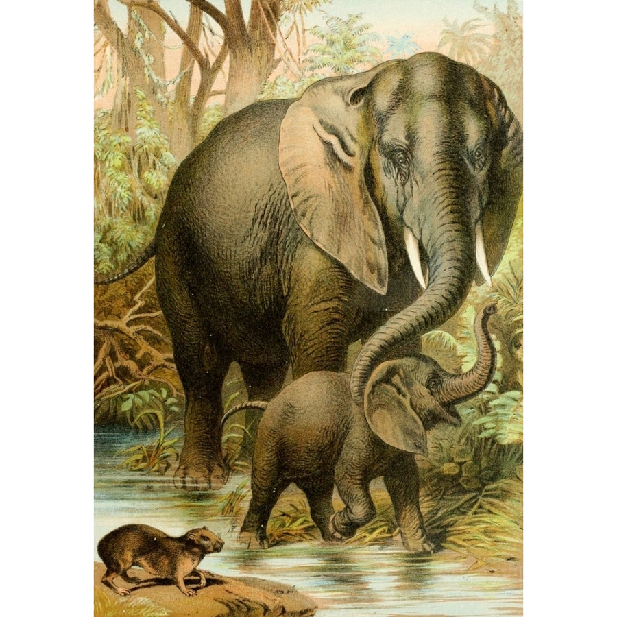 The Animal Kingdom 1897 African Elephants and Hyrax Poster Print by Unknown Image 1