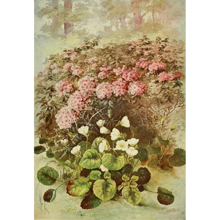 Southern Wild Flowers 1901 Shortia Poster Print by Ellis Rowan Image 1