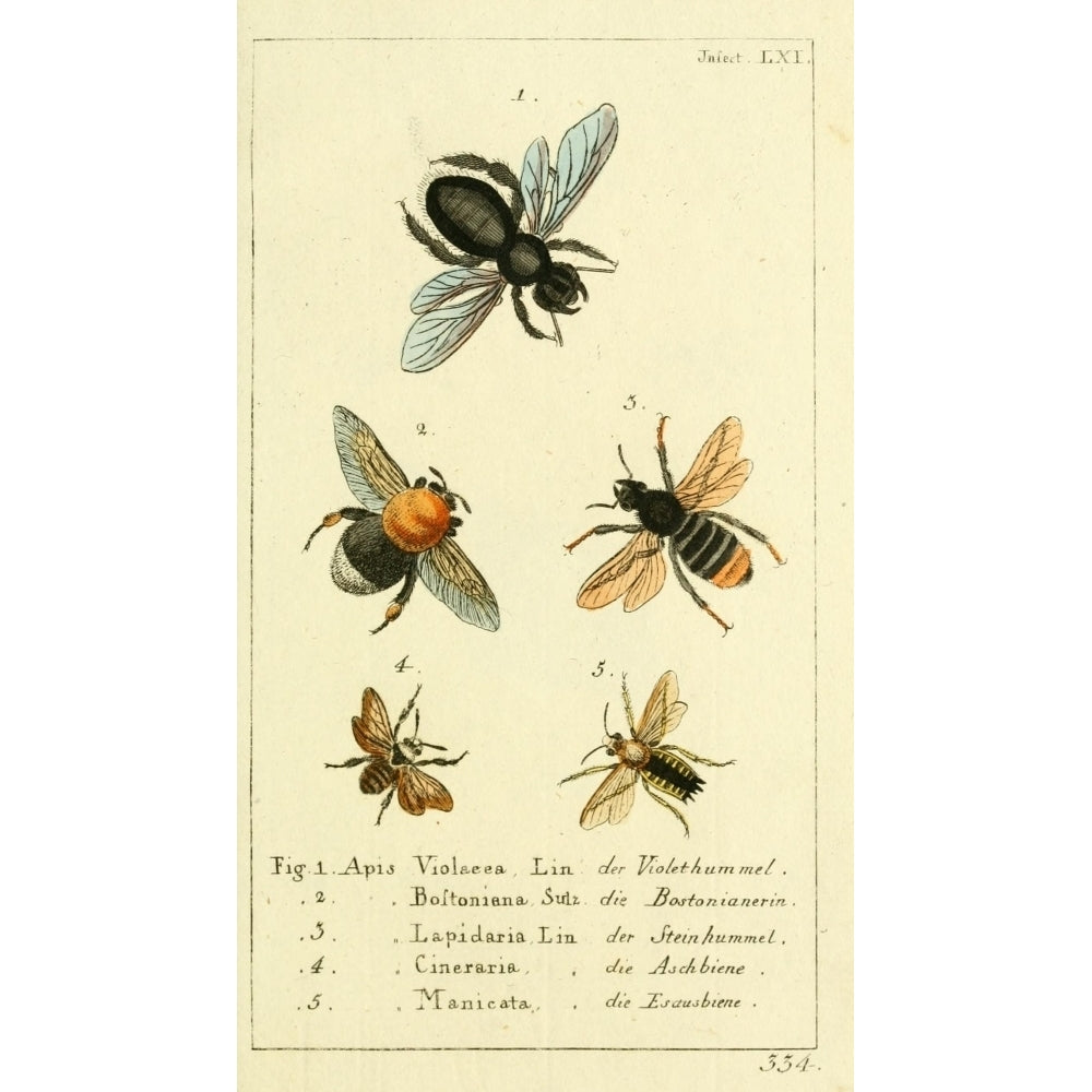 Naturgeschichte des Thierreichs 1780 Bees Poster Print by Daniel Sotzmann Image 1