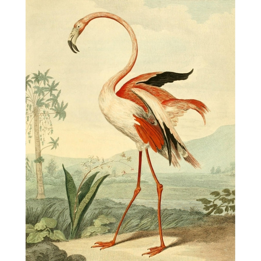 Musei Leveriani 1792 Flamingo Poster Print by Charles R. Ryley Image 1