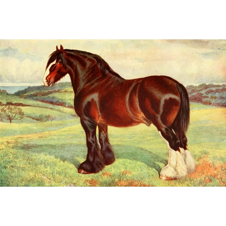 Book of the Horse 1911 Shire stallion Harold Poster Print by Frank Babbage Image 1