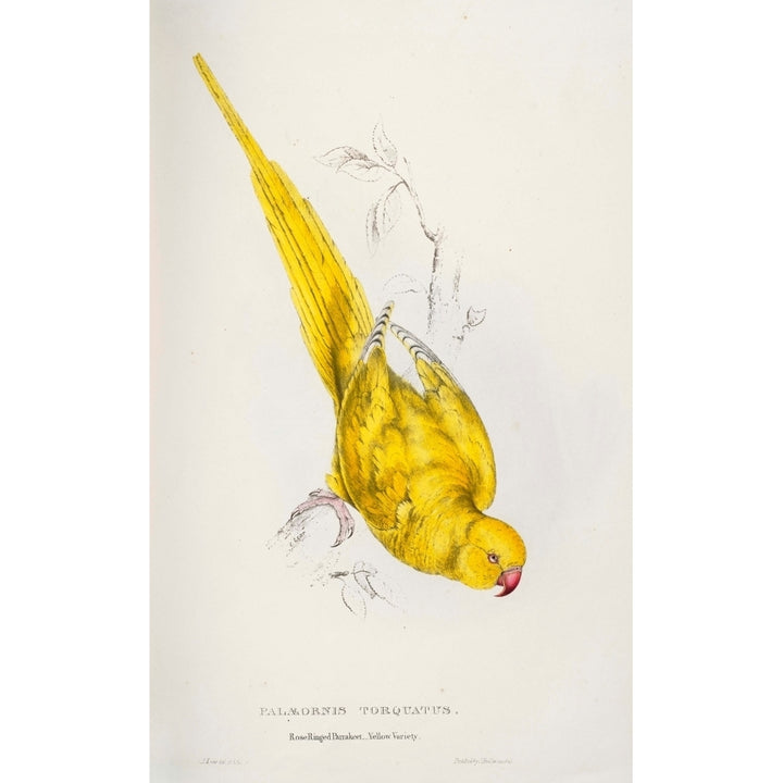 Psittacidae 1832 Rose-ringed Parakeet Poster Print by Edward Lear Image 2