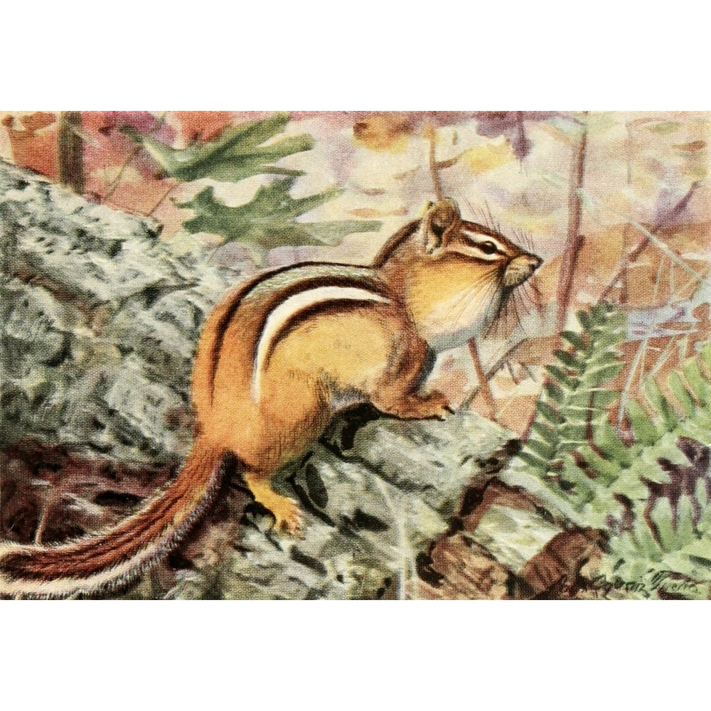 Burgess Animal Book for Children 1920 Striped Chipmunk Poster Print by L.A. Fuertes Image 1