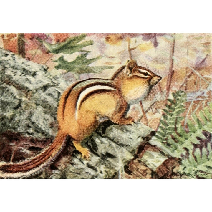 Burgess Animal Book for Children 1920 Striped Chipmunk Poster Print by L.A. Fuertes Image 1