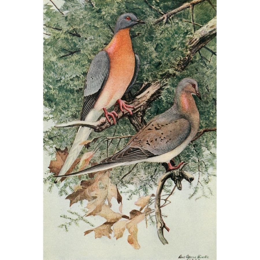 The Passenger Pigeon 1907 Passenger Pigeon Poster Print by L.A. Fuertes Image 1