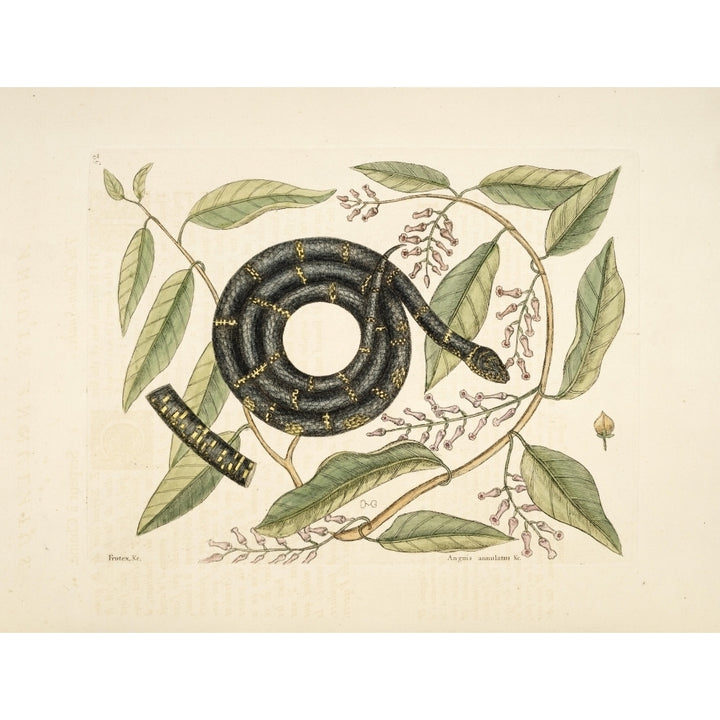 Chain Snake Poster Print by Mark Catesby Image 1