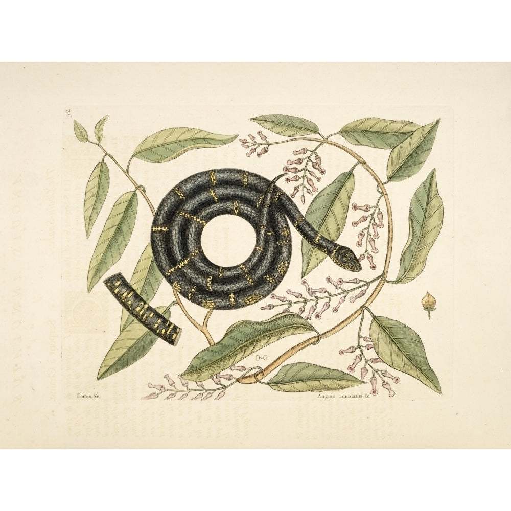 Chain Snake Poster Print by Mark Catesby Image 2