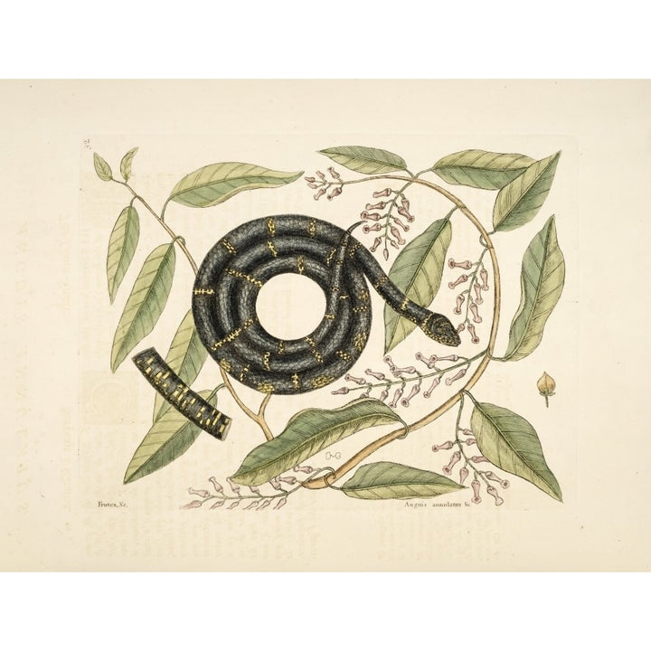 Chain Snake Poster Print by Mark Catesby Image 1