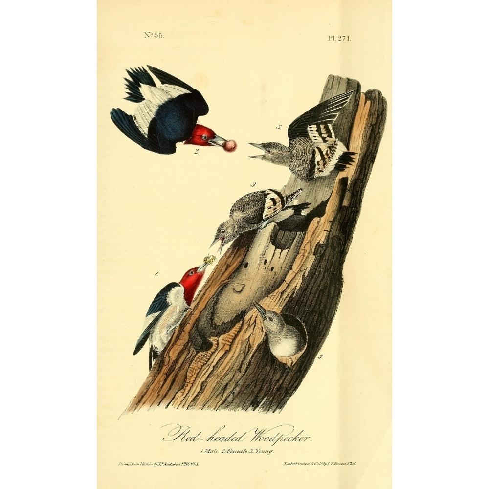 Birds of America 1844 Red-headed Woodpecker Poster Print by J.J. Audubon Image 1