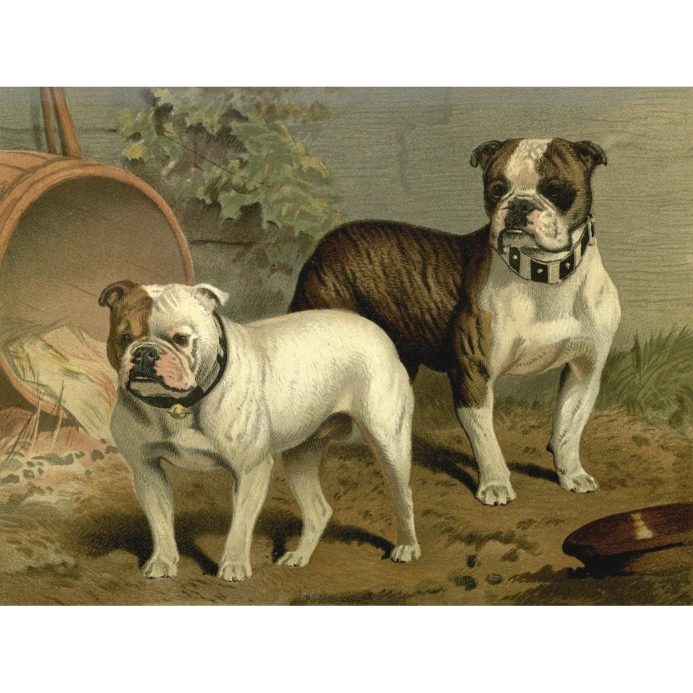 Illustrated Book of the Dog 1881 Bull-dogs Poster Print by C.B. Barber Image 2