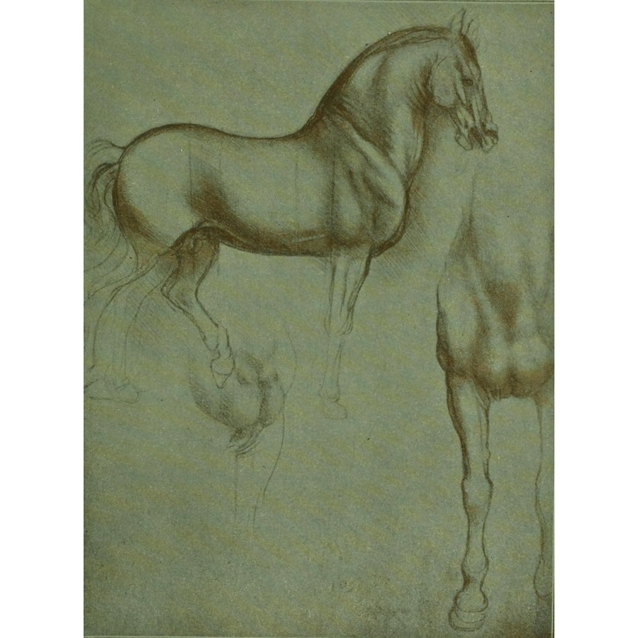 Leonardo da Vinci 1898 Horse study Poster Print by Leonardo Da Vinci Image 1