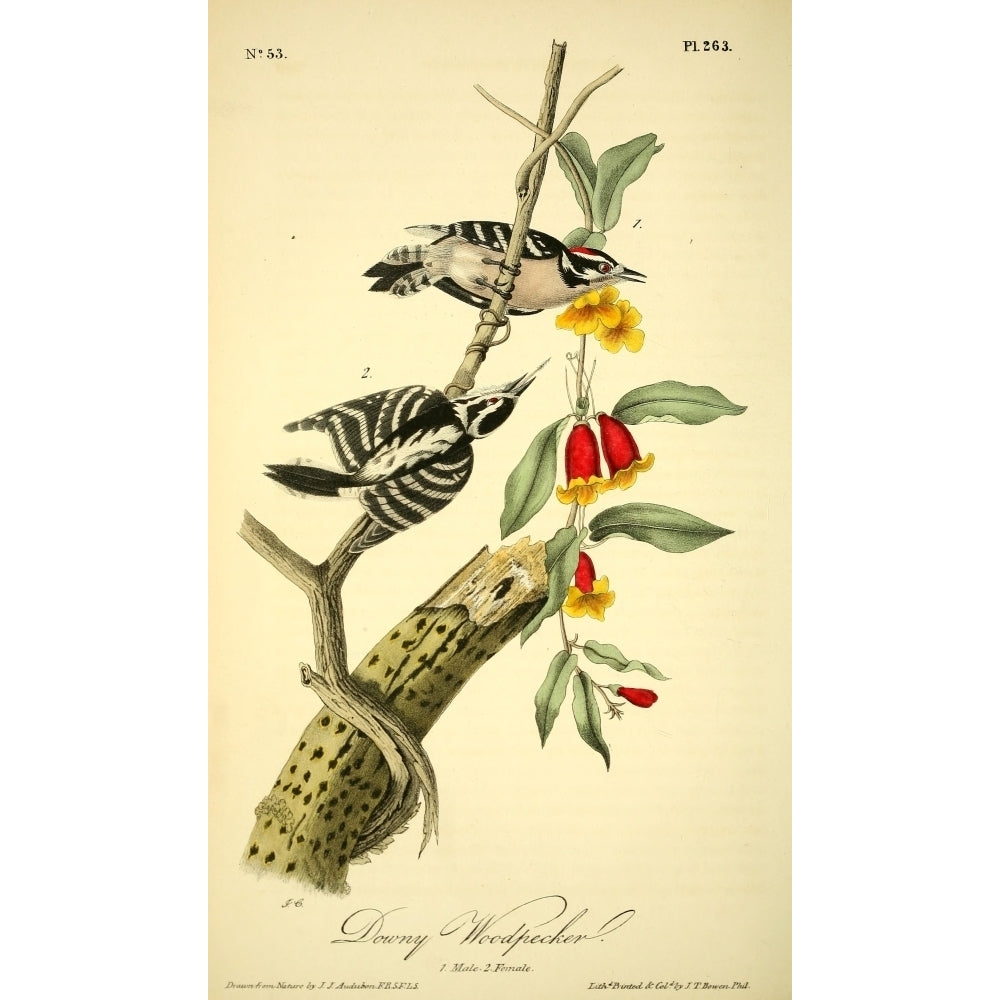 Birds of America 1844 Downy Woodpecker Poster Print by J.J. Audubon Image 1