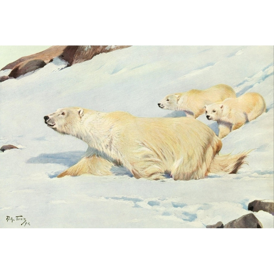 Brehms Tierleben 1911-15 Polar Bears Poster Print by R. Friese Image 1