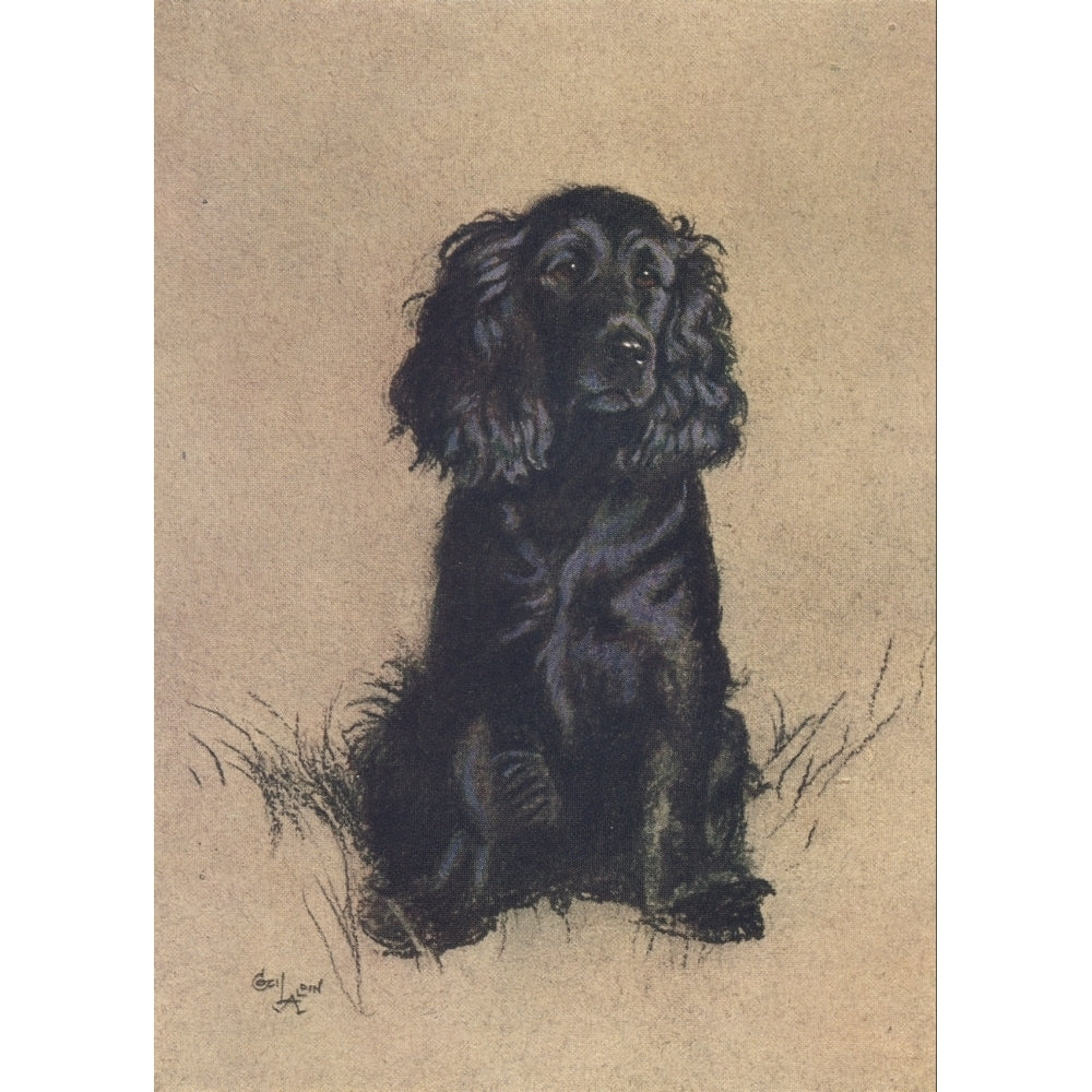 A Dozen Dogs or So 1928 Cocker Spaniel Poster Print by Cecil Aldin Image 1