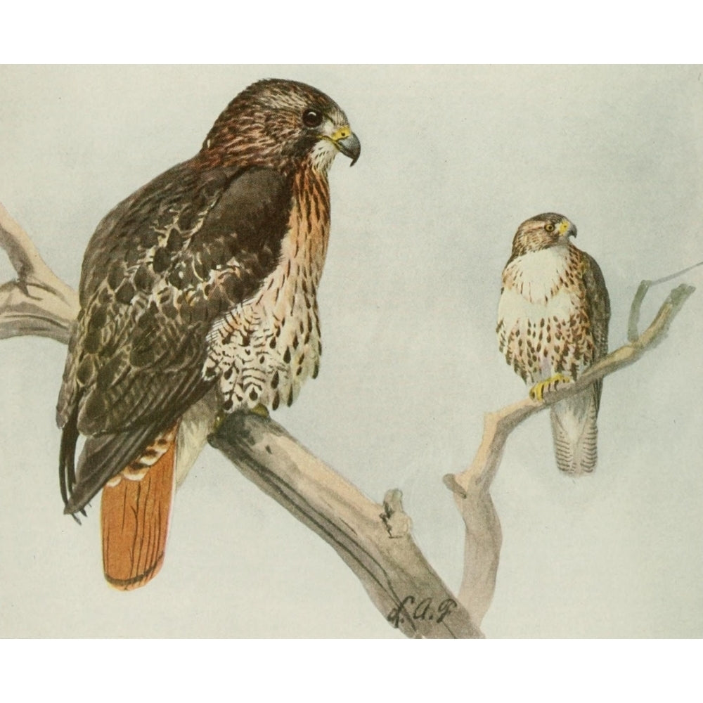 Book of Birds 1921 Red-tailed Hawk Poster Print by L.A. Fuertes Image 1