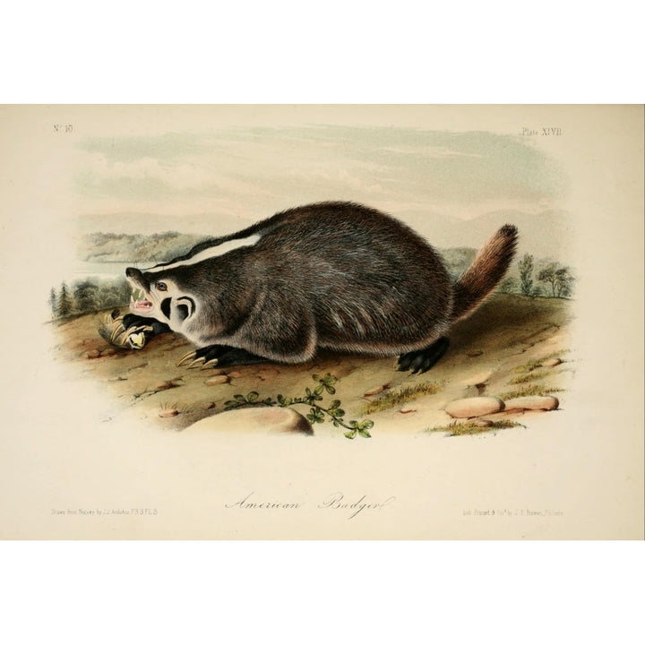 Quadrupeds of N. America 1851 American Badger Poster Print by J.J. Audubon Image 2