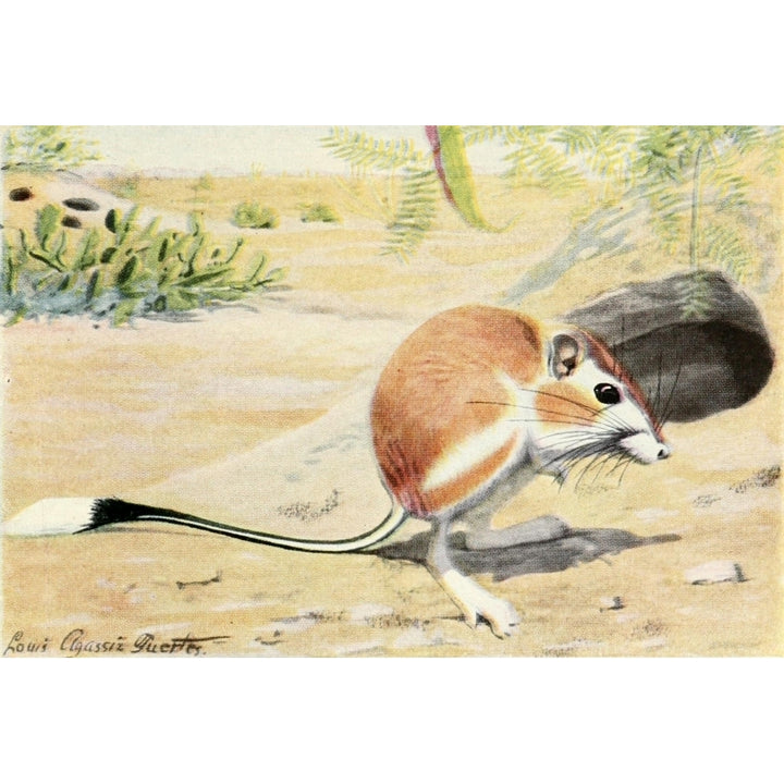 Burgess Animal Book for Children 1920 Kangaroo Rat Poster Print by L.A. Fuertes Image 1