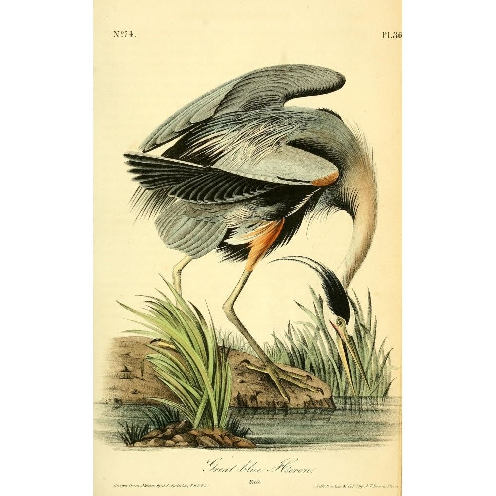 Birds of America 1844 Great Blue Heron Poster Print by J.J. Audubon Image 2